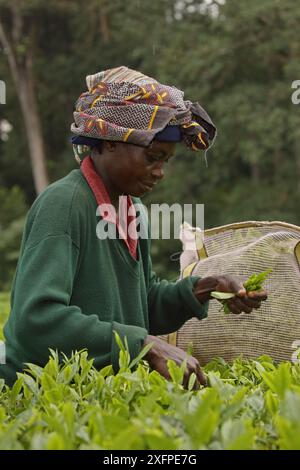 Frau pflückt Tee in der Nähe des Kakamega-Waldes; Teeplantage als Puffer zum Schutz des natürlichen Waldes in Kenia. Juli 2017. Stockfoto