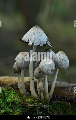 Gruppe der Toadstoole in verschiedenen Entwicklungsstadien, Bedfordshire, England, Vereinigtes Königreich, Oktober Stockfoto