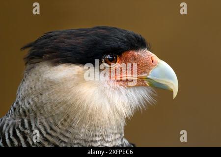 Südliche Haubenkarakara (Polyborus plancus) Erwachsenenkopfporträt Stockfoto