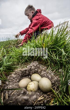 Mann sammelt gewöhnliche Eider (Somateria mollissima) unten aus dem Nest, Norwegen, Juni 2014. Stockfoto