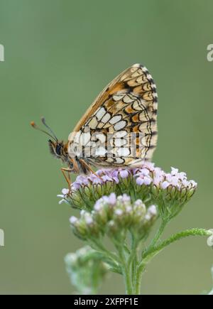 Bündner Fritillary (Melitaea varia) St. Caterina di Valfurva, Alpen, Italien, Juni. Stockfoto