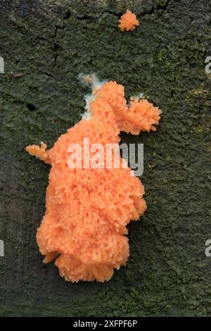 Roter Himbeerschleim (Tubifera ferruginosa) Tollymore Forest Park, Newcastle, County Down, Nordirland, Oktober. Stockfoto