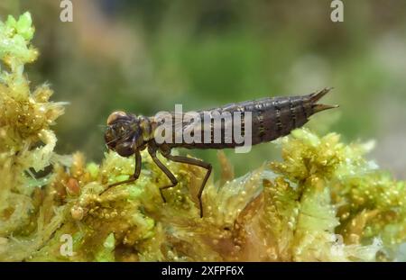 Gewöhnliche Hawker Libelle (Aeshna juncea) Nymphe Montiaghs Moss NNR, Aghalee, County Antrim, Nordirland Stockfoto