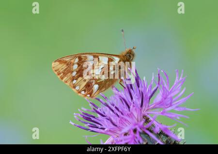 Shepherd's Fritillary (Boloria Pales) Bormio & St Caterina, Alpen, Italien, Juni. Stockfoto