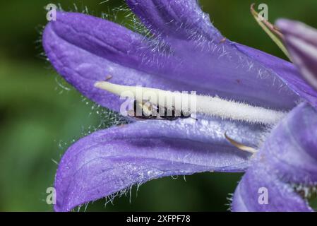 Harebell Tischler Biene (Chelostoma campanularum) Bei 4-5 mm lang, einer der kleinsten Großbritanniens Bienen, Besuch von riesigen harebell (Campanula latifolia) Pollen zu sammeln, Pentwyn farm SSSI, Gwent Wildlife Trust, Reserve, Monmouthshire, Wales, Großbritannien, Juli. Stockfoto