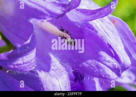 Harebell-Zimmerbiene (Chelostoma campanularum) mit einer Länge von 4 bis 5 mm eine der kleinsten Bienen Großbritanniens, besucht Giant Harebell (Campanula latifolia) Weibchen, die Pollen auf Scopa sammelt, Pentwyn Farm SSSI, Gwent Wildlife Trust, Reserve, Monmouthshire, Wales, Großbritannien, Juli. Stockfoto