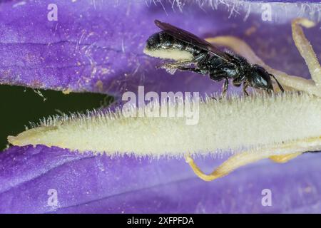 Harebell-Zimmerbiene (Chelostoma campanularum) mit einer Länge von 4 bis 5 mm eine der kleinsten Bienen Großbritanniens, bei der Giant Harebell (Campanula latifolia) Pollen sammelt, Pentwyn Farm SSSI, Gwent Wildlife Trust, Reserve, Monmouthshire, Wales, Großbritannien, Juli. Stockfoto