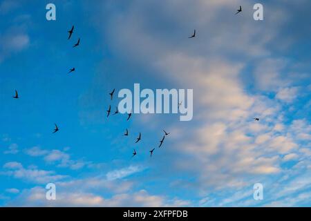 Swift (Apus apus) Herde schreien im Flug gegen den blauen Himmel und Wolken, Monmouthshire, Wales, Großbritannien, Juli. Stockfoto