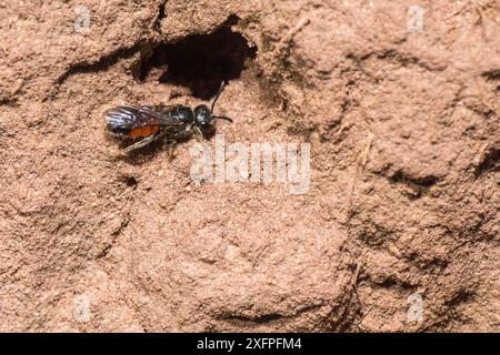 Dunkelblutbiene (Sphecodes niger), Weibchen, das eine Nestgräbe inspiziert, um Schweißbienen zu parasitieren (Lasioglossum), Monmouthshire, Wales, Großbritannien, August. Stockfoto