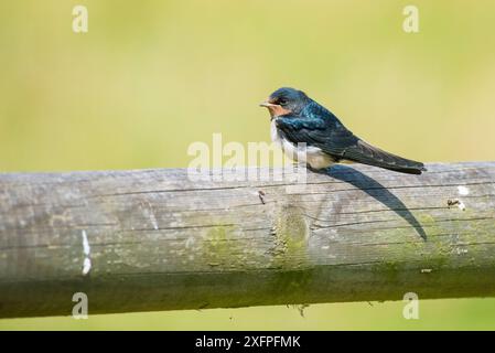 Scheunenschwalbe (Hirundo rustica) Jungling, Monmouthshire, Wales, Vereinigtes Königreich, Juli. Stockfoto