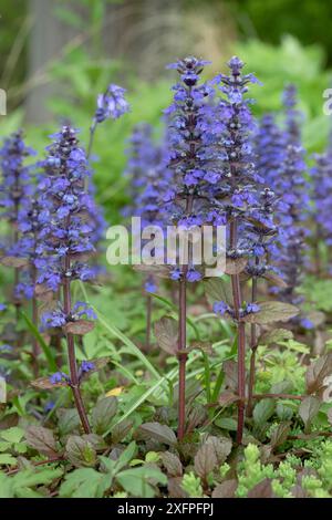 Ajuga reptans (Rotblättrige Grundierung) in Blüte Stockfoto