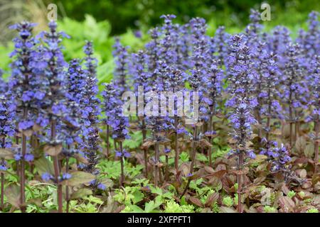 Ajuga reptans (Rotblättrige Grundierung) in Blüte Stockfoto