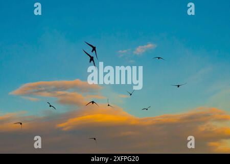 SWIFT (Apus apus) im Flug gegen blauen Himmel und Wolken, schreiendes Verhalten, Monmouthshire, Wales, Vereinigtes Königreich, Juli. Stockfoto