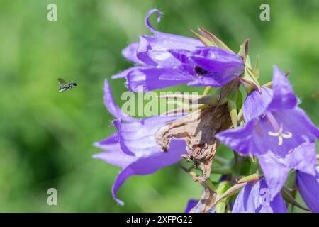 Harebell-Zimmerbiene (Chelostoma campanularum) mit einer Länge von 4 bis 5 mm eine der kleinsten Bienen Großbritanniens, Besuch der Riesenharebell (Campanula latifolia) Pentwyn Farm SSSI, Gwent Wildlife Trust, Reserve, Monmouthshire, Wales, Großbritannien, Juli. Stockfoto