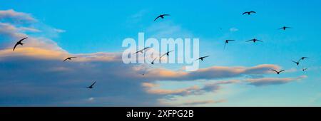 SWIFT (Apus apus) im Flug gegen blauen Himmel und Wolken, schreiendes Verhalten, Monmouthshire, Wales, Vereinigtes Königreich, Juli. Stockfoto