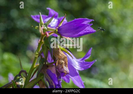 Harebell-Zimmerbiene (Chelostoma campanularum) mit einer Länge von 4 bis 5 mm eine der kleinsten Bienen Großbritanniens, Besuch der Riesenharebell (Campanula latifolia) Pentwyn Farm SSSI, Gwent Wildlife Trust, Reserve, Monmouthshire, Wales, Großbritannien, Juli. Stockfoto