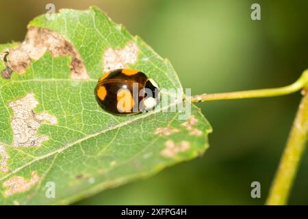 Asiatische Käfer (Harmonia axyridis) Bunte asiatische Käfer auf einem Blatt Stockfoto