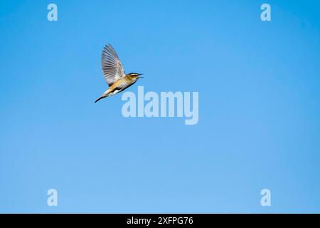 Seggenkraut (Acrocephalus schoenobaenus) im Liedflug während der Balz. Seggenwarbler (Acrocephalus schoenobaenus) im Liedflug während der Balz Stockfoto