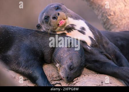 Riesenotter (Pteronura brasiliensis) auf einem Baum, Pantanal, Brasilien Stockfoto