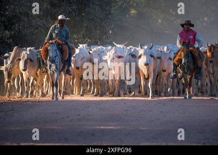 Gauchos, die Rinder zu Pferd hüten, Pantanal, Brasilien. Stockfoto