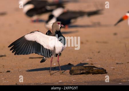 Südlicher Kiebitz (Vanellus chilensis) Pantanal, Brasilien. Stockfoto