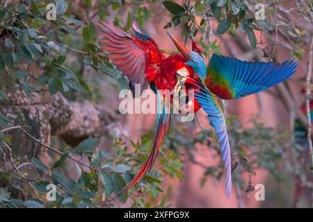 Rot-grüne Aras (Ara chloropterus) kämpfen, Pantanal Brasilien Stockfoto