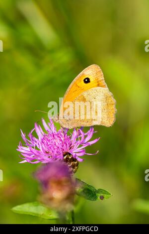 Grosses Ochsenauge (Maniola jurtina) Wiesenbraun auf einer Blume Stockfoto