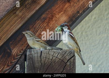 Sperlinge bauen Nester Stockfoto