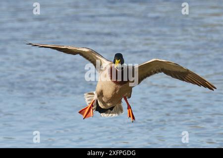 Stockente drake im Flug. Männliche Stockente im Flug Stockfoto