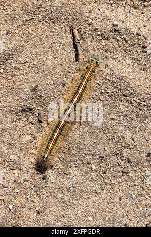 Raupe des Ringelspinner (Malacosoma neustria) Raupe von Lakaienmotten Stockfoto