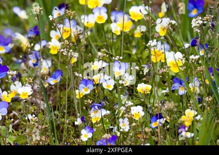 Wildes Stiefmütterchen, Johnny springt auf eine Wiese. Herzseasen (Viola Tricolor) Stockfoto