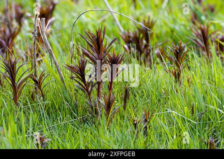 Tolle Willowhere. Blooming sally (Epilobium angustifolium) Stockfoto