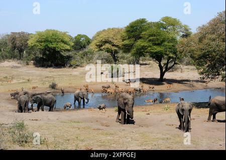 Afrikanischer Elefant (Loxodonta africana) und Nyala (Tragelaphus angasii) am Wasserloch. Tembe Elephant Park. KwaZulu-Natal. Südafrika. Stockfoto