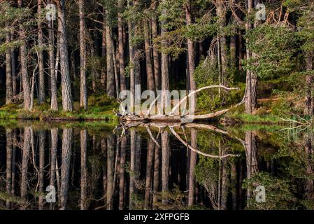 Schottische Kiefern (Pinus sylvestris) am Ufer des Loch Garten, reflektiert im Wasser, Abernethy Forest, Überrest des Caledonian Forest, Strathspey, Schottland, Großbritannien, Mai Stockfoto