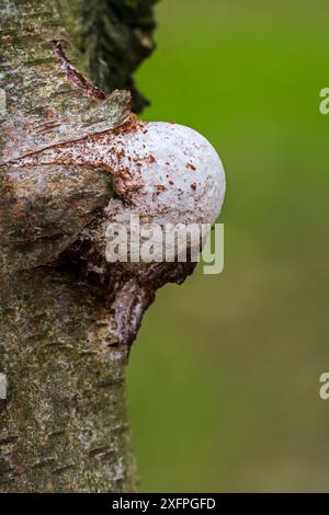 Auftauchender Fruchtkörper / Basidiokarp von Birkenpolypore (Piptoporus betulinus), der durch Birkenrinde platzt, Belgien, August Stockfoto