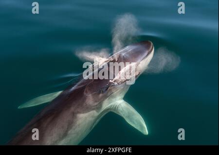 Finnwale (Balaenoptera physalus), die an die Oberfläche kommen und weht. Meer von Cortez, Baja California, Mexiko Stockfoto