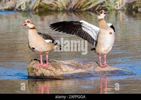 Ägyptische Gänse in der Oberlausitz an der Spree im Winter Stockfoto