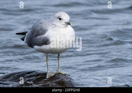 Möwe (Larus canus) im Herbst an der Ostsee in Schweden, Gemeine Möwe (Larus canus) im Herbst an der Ostsee in Schweden Stockfoto