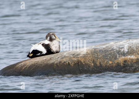 Männliche Eiderente in glattem Gefieder. Männliche Eiderente im Normalgefieder an der Ostsee im Herbst Stockfoto