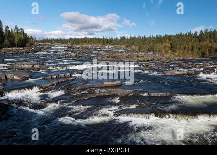 Trappstegsforsen der Wasserfall an der Wildnisstraße im Herbst. Wasserfall Trappstegsforsen am Morgen, Nordschweden bei Vilhelmina. Stockfoto