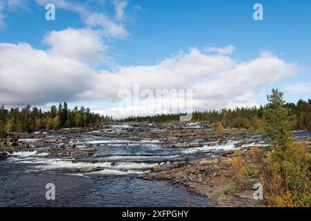 Trappstegsforsen der Wasserfall an der Wildnisstraße im Herbst. Wasserfall Trappstegsforsen am Morgen, Nordschweden bei Vilhelmina. Stockfoto