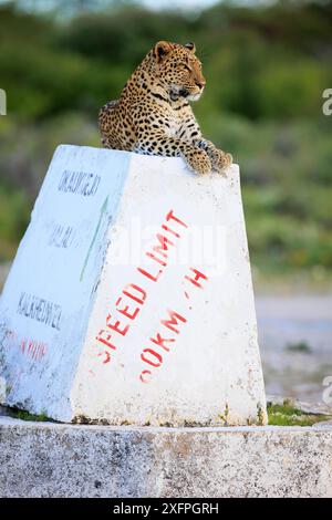 Leopard auf einem Wegweiser im Etosha Nationalpark in Namibia Stockfoto