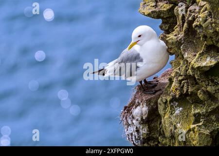 Schwarzbeinige Kätzchen (Rissa tridactyla), die auf einem Felsvorsprung in der Klippenwand der Seevögelkolonie, Fowlsheugh, Schottland, Großbritannien, Mai ruhen Stockfoto