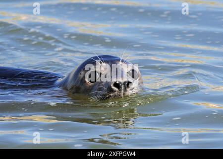 Nahaufnahme des Kopfes der jungen Graurobbe (Halichoerus grypus), die in der Mündung von Ythan, Sands of Forvie, Newburgh, Aberdeenshire, Schottland, schwimmt; Großbritannien, Mai Stockfoto