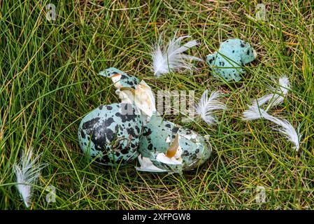 Vordatierte Eierschalen von Gemeiner Murre / guillemot (Uria aalge) gebrochen und gegessen von Heringsmöwe oder Great skua, Fowlsheugh, Schottland, Großbritannien, Mai Stockfoto