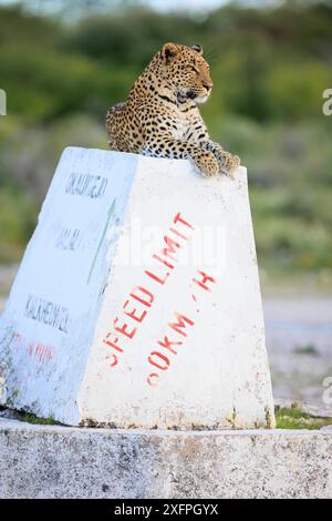 Leopard auf einem Wegweiser im Etosha Nationalpark in Namibia Stockfoto