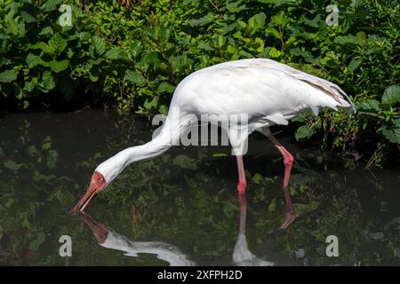 Sibirischer Kran (Leucogeranus leucogeranus) auf der Suche im Flachwasser von Bachbächen, in Gefangenschaft gehaltenen, bedrohten Arten. Stockfoto