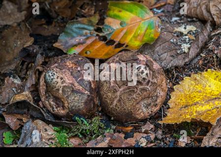 Unreife Fruchtkörper von Kragen-Erdstern / Sauzerierten Erdstern / Dreifach-Erdstern (Geastrum Triplex) im Spätsommer, Belgien, September Stockfoto