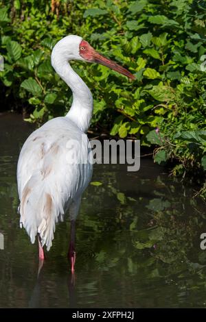 Sibirischer Kran (Leucogeranus leucogeranus) auf der Suche im Flachwasser von Bachbächen, in Gefangenschaft gehaltenen, bedrohten Arten. Stockfoto
