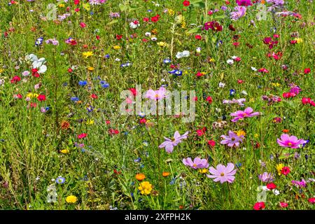 Mischung aus bunten Wildblumen in der Wildblumenzone an der Wiese, besonders gepflanzt, um Bienen, Schmetterlingen und anderen Bestäubern zu helfen, Luxemburg, August Stockfoto